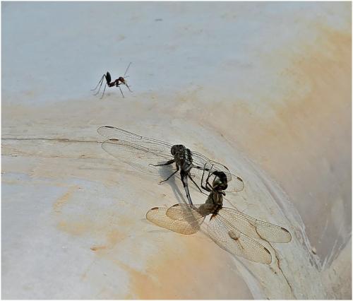 Orthetrum sabina