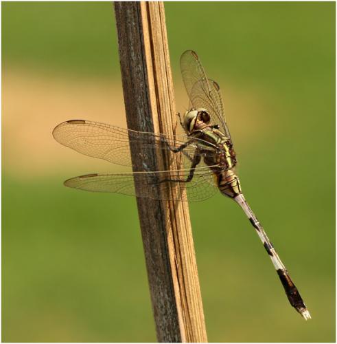 Orthetrum sabina