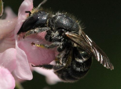 Osmia sp.