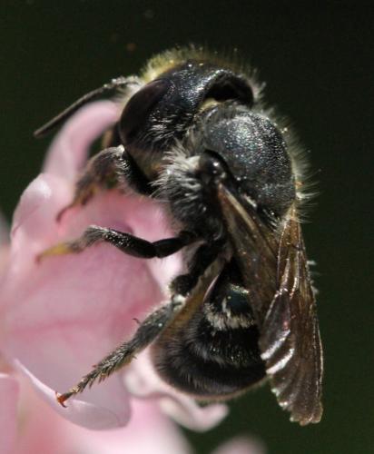 Osmia sp.