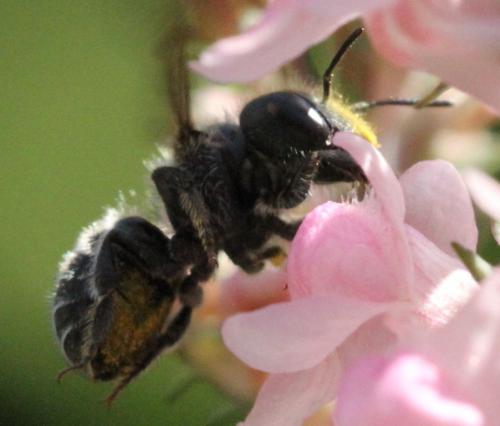 Osmia sp.