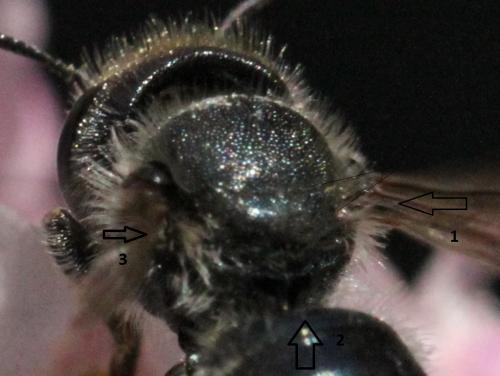 Osmia sp.