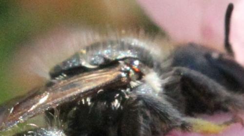Osmia sp.