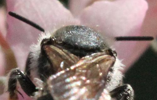 Osmia sp.
