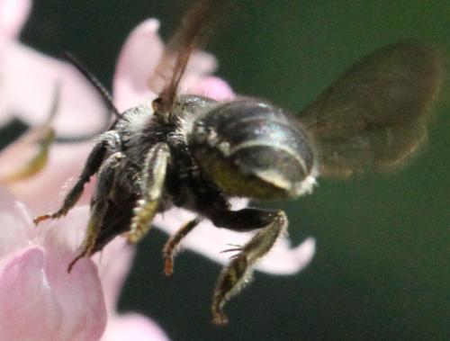 Osmia sp.