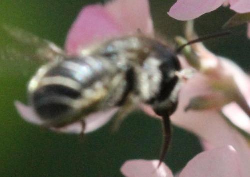 Osmia sp.