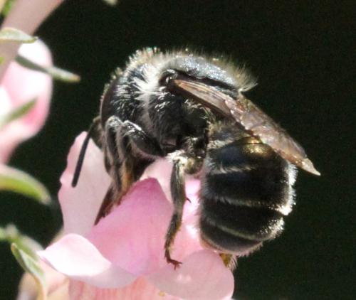 Osmia sp.