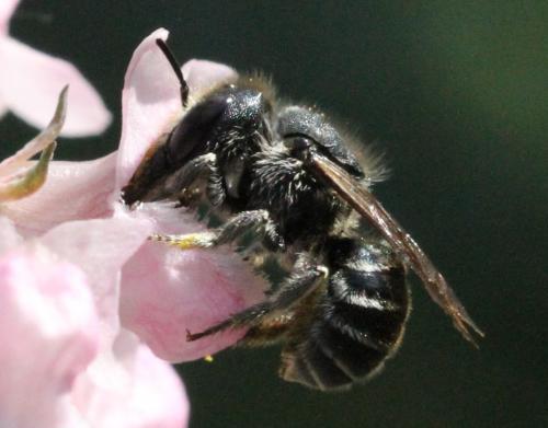 Osmia sp.
