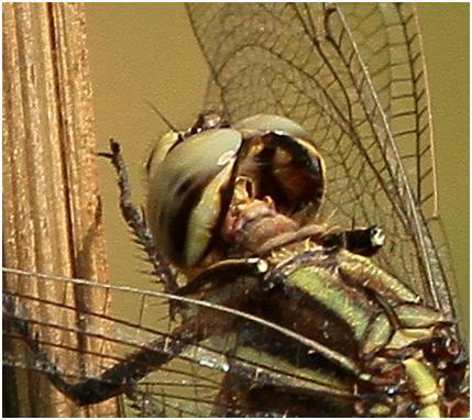 Orthetrum sabina