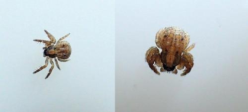Ozyptila sp.