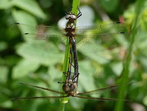 Oxygastra curtisii