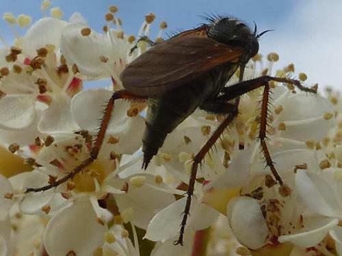 Empis tessellata