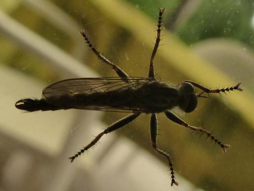 Asilinae