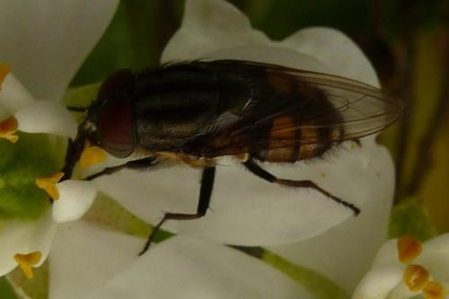 Stomorhina lunata