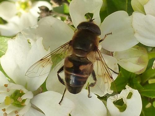 Eristalis tenax