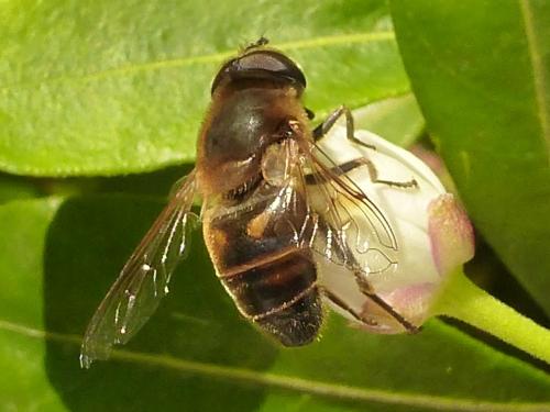 Eristalis tenax