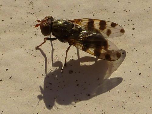 Réf. 175 182 : Ceroxys hortulana