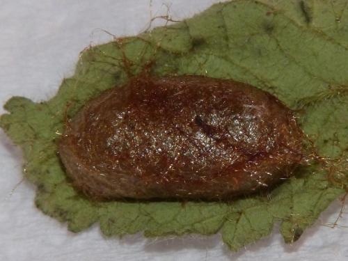 Abia nitens