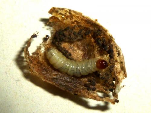 Réf. 175 653 : Hofmannophila pseudospretella