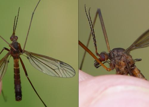 Nigrotipula nigra