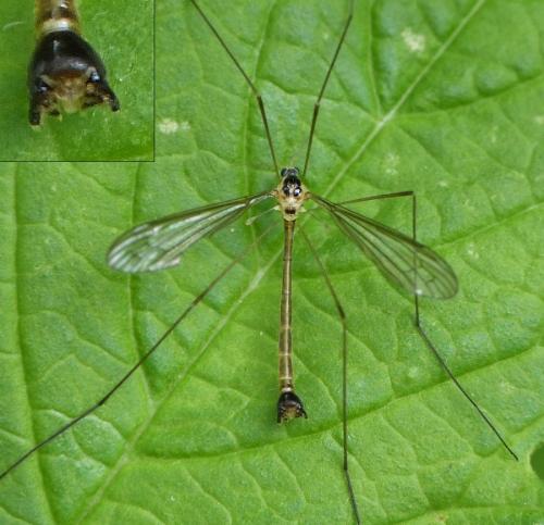 Diogma glabrata