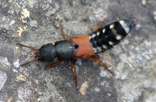 Réf. 175 916 : Platydracus stercorarius