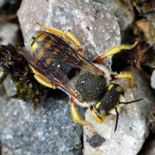 Réf. 175 222 : Anthidium oblongatum