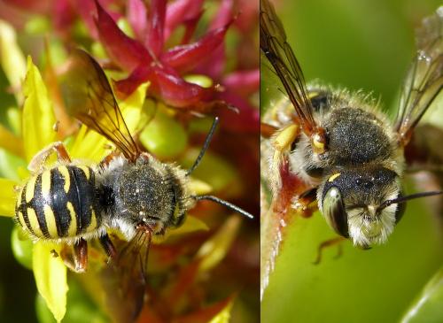 Réf. 175 378 : Anthidium oblongatum
