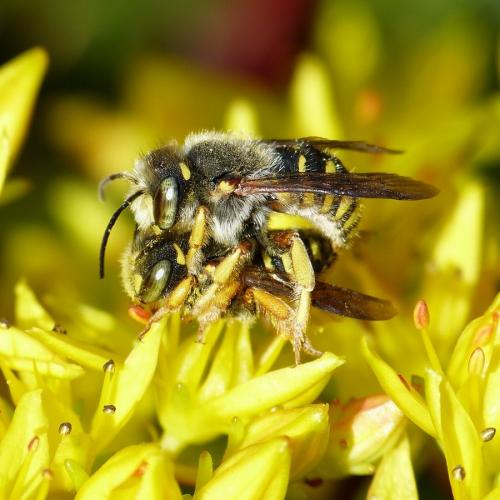 Réf. 175 221 : Anthidium oblongatum