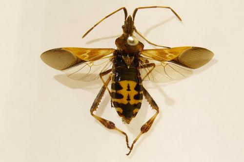 Leptoglossus occidentalis