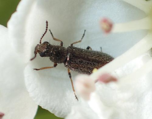 Dasytes croceipes