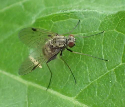 Chrysopilus cristatus