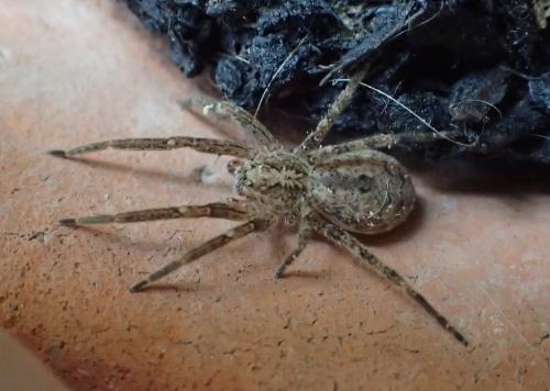 Zoropsis sp.