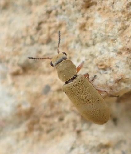 Danacea nigritarsis