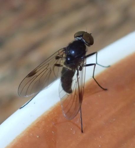 Chrysopilus cristatus
