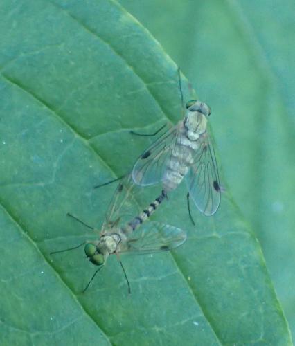 Réf. 175 975 : Chrysopilus asiliformis