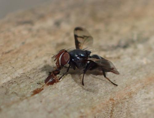 Herina lacustris