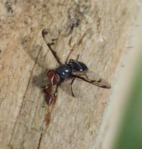Herina lacustris