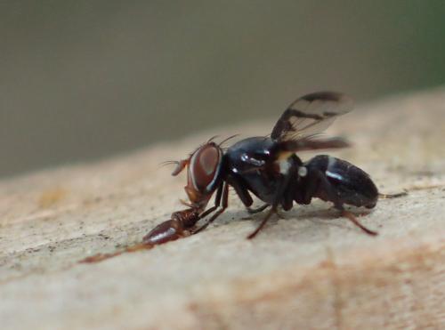 Herina lacustris