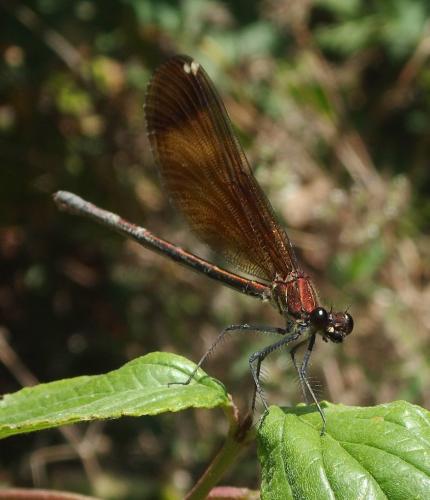 Calopteryx haemorrhoidalis