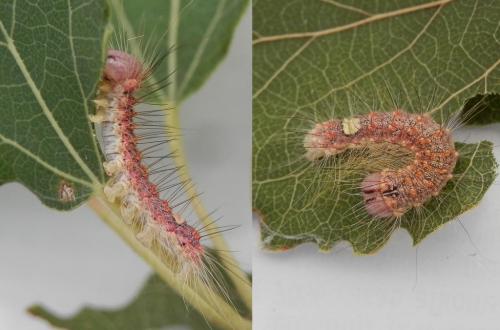 Réf. 175 560 : Subacronicta megacephala