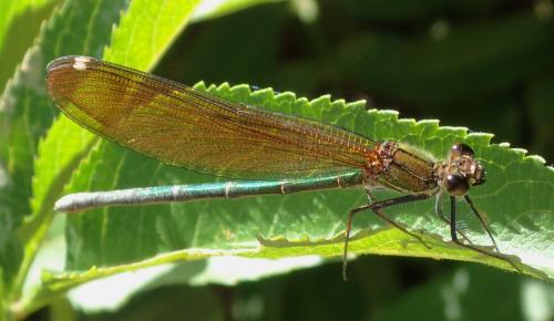 Calopteryx haemorrhoidalis