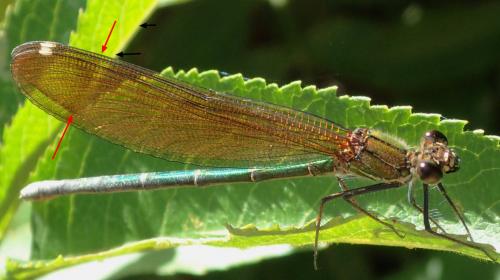 Calopteryx haemorrhoidalis