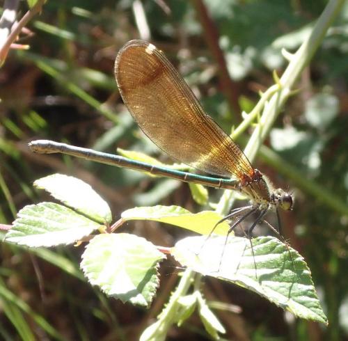 Calopteryx haemorrhoidalis