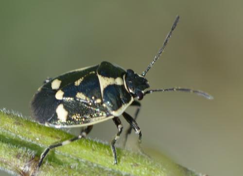 Eurydema oleracea