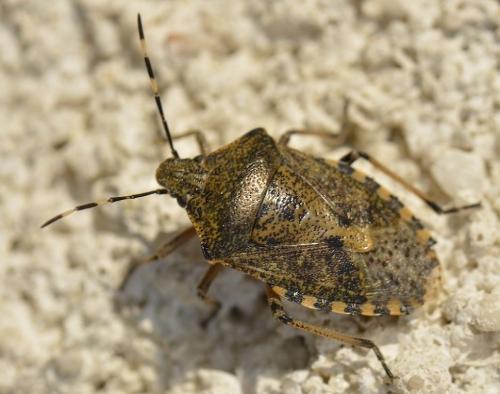 Réf. 175 097 : Rhaphigaster nebulosa