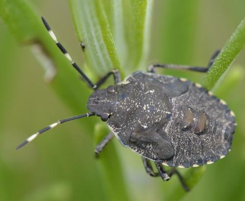 Réf. 175 098 : Rhaphigaster nebulosa