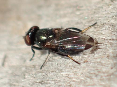 Réf. 175 948 : Euxesta pechumani