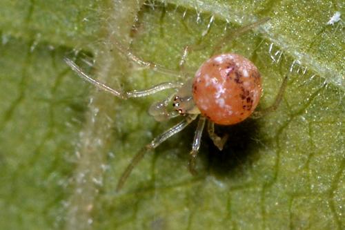 Réf. 175 390 : Paidiscura pallens