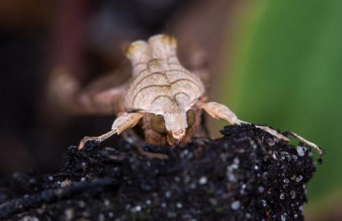 Phlogophora meticulosa